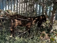Dişi keçi, Kamori goats — foto 4