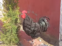 Chickens — photo 2