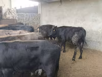 Buğa, Karakul — foto 4