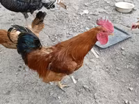 Chickens — الصورة 3