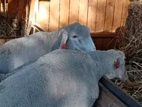 मेढ़ा, Merino sheep — फ़ोटो 4