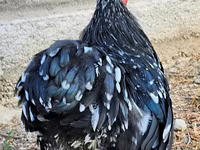 Pekin Bantam — photo 4