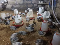Chickens — الصورة 8