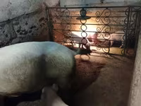 Säue, Schweine — Foto 3