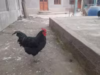 Chickens — foto 4