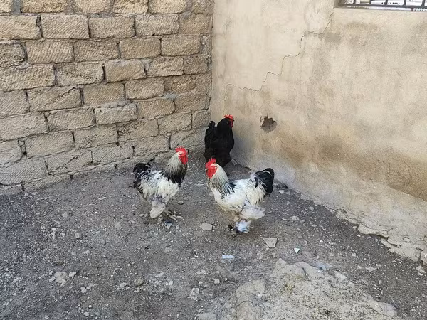 Brahma