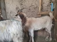 Koza, Kozy — foto 4