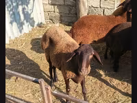 Qoç, Qoyunlar — foto 2