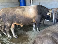 Buğa, Swiss cattle — foto 3