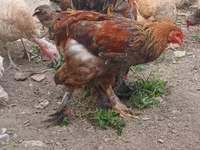 براهما — الصورة 3