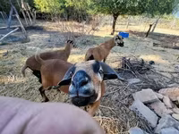 Ovce, Cameroon sheep — foto 1