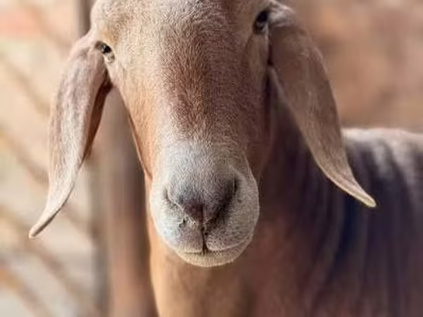 Beran, Arashan sheep