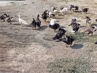 Ducks — photo 4
