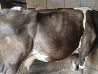Vaca, Raza Holstein — foto 1