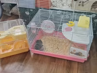 Cırtdan hamsterlər və tam avadanlıqlı qəfəs dəsti 2 qəfəs böyük və — 照片 4