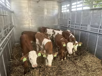 ثور, Simmental cattle — الصورة 3
