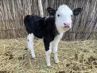 Krowa, Latvian Blue cattle — zdjęcie 5