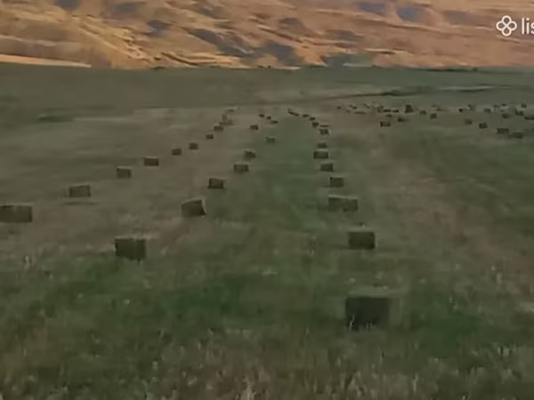 Խոտի տուկ նավեսի տակի