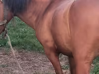 Horse (M), Horses — photo 1