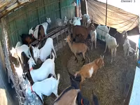 Goat, Saanen goat — photo 4