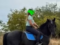 Kůň, Koně — foto 2