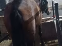 فرس, Budyonny horse — الصورة 8