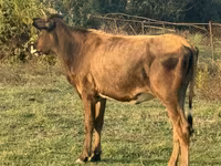 İnək, Mal-qara — foto 2