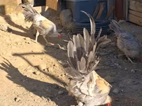 Leghorn — foto 6