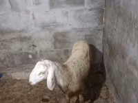 母羊, Rhon sheep — 照片 5