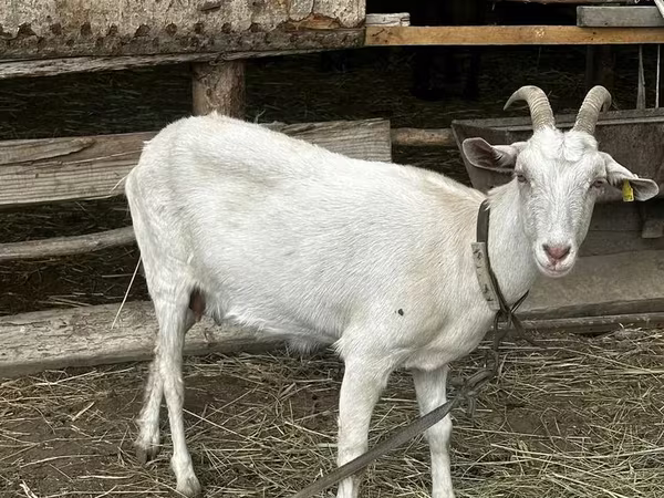Koza, Saanen goat