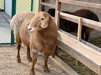 Widder, Arashan sheep — Foto 2