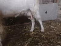 Koza, Russian White goat — foto 2
