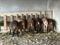 Ram, Sheep — photo 2