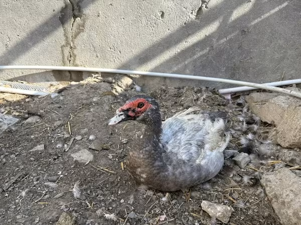 Domestic Muscovy