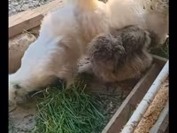 Silkie — photo 4