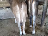 Bulle, Swiss cattle — Foto 2