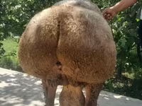 Beran, Arashan sheep — foto 5