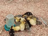 Ducks — photo 4