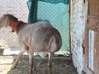 كبش, Rhon sheep — الصورة 3