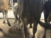 İnək, Ukrainian Brown Dairy Cattle — foto 4