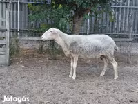 Кой, Лакон койу — сүрөт 1