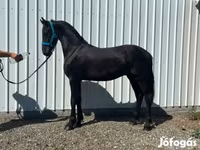 Cavalo, Friesian — foto 2