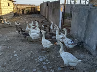 Geese — foto 2