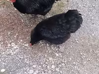 Chickens — foto 1
