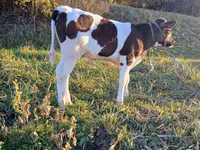 Buğa, Russian Black pied cattle — foto 1