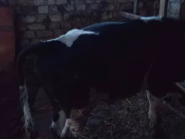 Buğa, Russian Black pied cattle