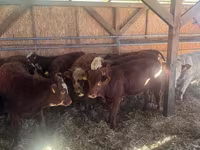 Toro, Ganado vacuno — foto 4