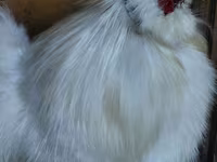 سيلكي — الصورة 1