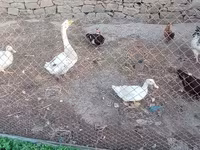 Geese — الصورة 1