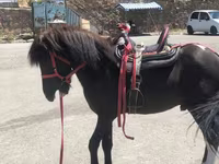 Caballo, Shetland Pony — foto 4